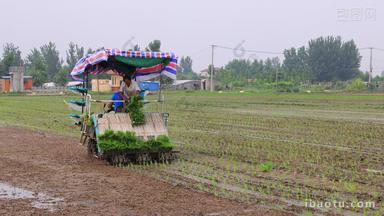 实拍8k农民种植水稻